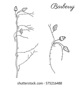 Barberry hand drawn branch vector sketch isolated on white background, line art berry, Natural spicy herbs, graphic doodle cooking ingredient for design package tea, cosmetic, medicine, greeting card