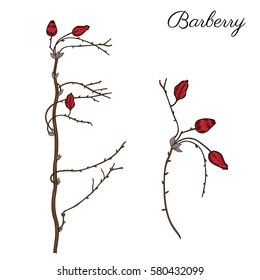 Barberry hand drawn branch vector colorful sketch isolated on white background, line art berry, Natural spicy herbs, graphic doodle cooking ingredient for design package tea, cosmetic, medicine, card