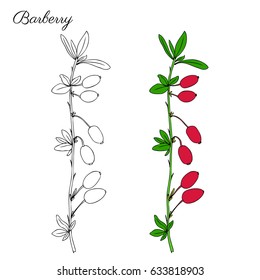 Barberry hand drawn branch vector sketch isolated on white background, colorful berry, Natural spicy herbs, graphic doodle cooking ingredient for design package tea, cosmetic, medicine, greeting card