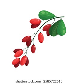 Barberry icon. Isolated illustration of barberry on white background. Berries illustration. Fresh and juisy berries.  Colourful design element. Flat design. Decoration element. Vector illustration.