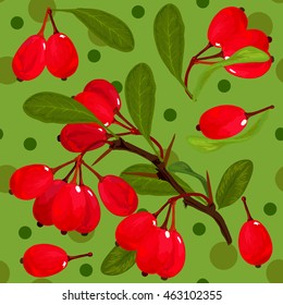 barberry illustration. Seamless vector