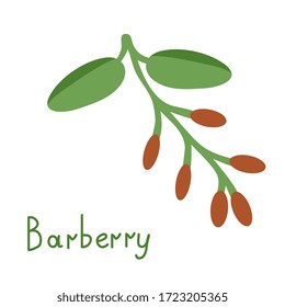 Ilustración vectorial de rama aislada de Barberry