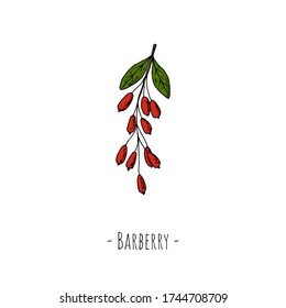 Barberry. Isoliertes Objekt auf Weiß. Vector Cartoon Illustration. Handgezeichneter Stil.