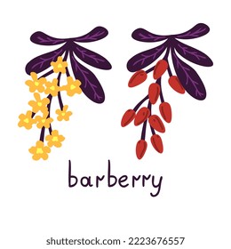 Barberry Isolated Vector Decorative Elements