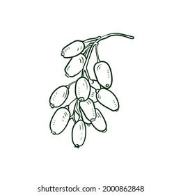 Ilustración vectorial de Línea Barberry. Icono de Comida detallada para concepto móvil, impresión, menú y aplicaciones web. Para restaurante, bar, vegano, comida saludable y orgánica, mercado, mercado de agricultores.