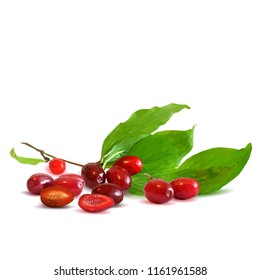 Barberry low poly. Fresh, nutritious and tasty dogwood. Symbols of berries. Elements for label design. Vector illustration. Berries ingredients in triangulation technique. Dogwood low poly.