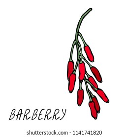 Barberry Red Berries Bunch. Autumn or Fall Harvest Collection. Realistic Hand Drawn High Quality Vector Illustration. Doodle Style.