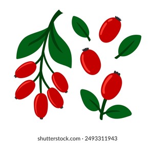 Barberry set. Fresh summer juicy berry. Flat Vector illustration isolated on white background