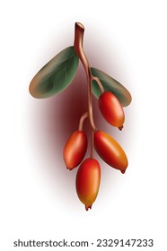 Barberry. Strauß oder Zweig einer Bierbeere. Vektorgrafik. Gartenpflanze. Realistische Zeichnung von Beeren mit immergrünen Blättern. Verwendet in der Werbung, Enzyklopädie, Webdesign, Kochen, Gesundheit und Medizin