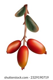 Barberry. Shrub or branch of a barberry. Vector. Garden plant. Realistic drawing of barberry berries with evergreen leaves. Used in advertising, encyclopedia, web design, cooking, health and medicine.