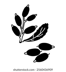 Barberry, twig and berries. Culinary berries and spices, hand-drawn. of sketches in small details. A black outline on a white background. Vector illustration. Seasonings, spices, food additives