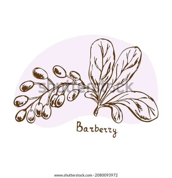 Barberry vector Herbs\
and spices hand drawn vector illustration. Sketchy style.Vintage\
illustration. Aromatic plants. Hand drawn sketch of food. Card\
design. Spices and\
herbs