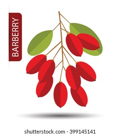 Barberry vector illustration