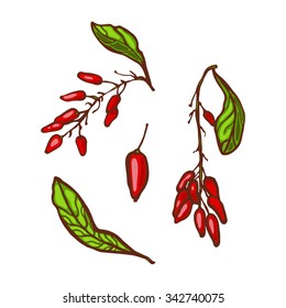 Barberry. Vector illustration. Spices. Set. Collection