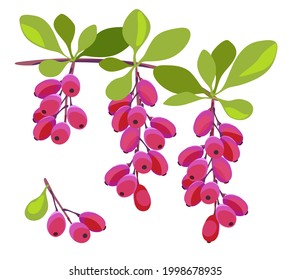 Barberry. Vector illustration of a sprig of barberry with leaves and berries isolated on a white background.