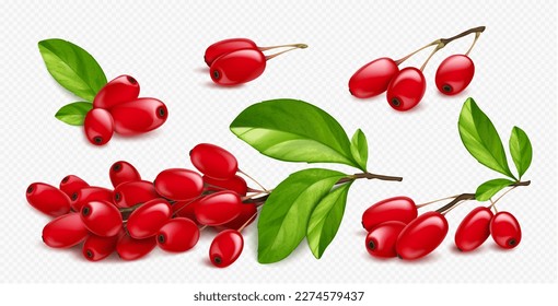 Barberry, wild forest red fruits. Fresh ripe berberis berries on branch with green leaves isolated on transparent background, vector realistic illustration