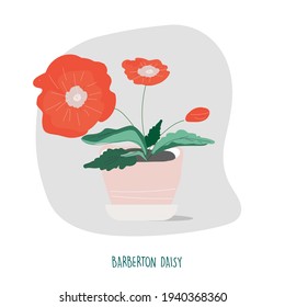 Barberton daisy illustration. Indoor plants. House plants stock vector illustration. Plant easy to keep alive. Interior decoration houseplants concept. Flat colorful vector illustration