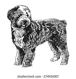Barbet French water dog. Hand drawn. Vector illustration