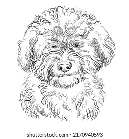 Dibujo manual de barbet vectorial ilustración aislada en fondo blanco. Perro divertido y realista, mirando a la cámara. Para impresión, diseño, camiseta, sublimación, decoración, coloreado, afiche, tarjeta