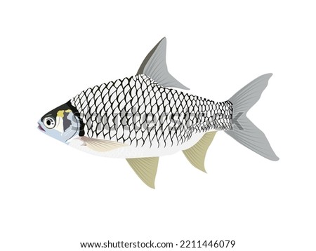 Barbonymus gonionotus on a white background.