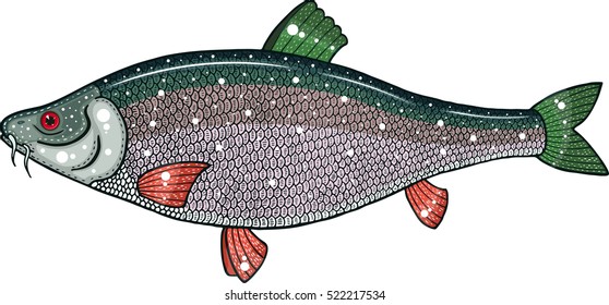 barbus brachycephalus brachephalus