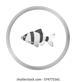 Barbus fish icon monochrome. Singe aquarium fish icon from the sea,ocean life monochrome.