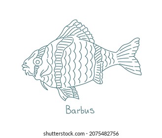 Barbus. Ray-finned fish in the family Cyprinidae. Aquarium fish. Vector contour line. Open paths. Editable stroke.