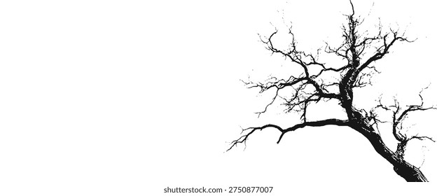 Bare black and white tree branches against a white background winter