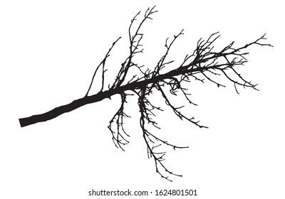 Bare branch of chestnut tree silhouette. Vector illustration