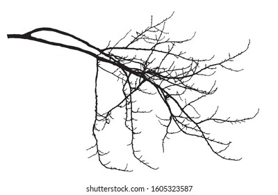 Bare branch of poplar tree with cobs silhouette. Vector illustration. 