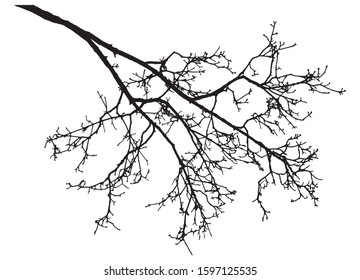 Bare branch of rowan tree silhouette. Vector illustration.