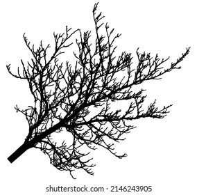 Bare branch of tree, silhouette. Vector illustration