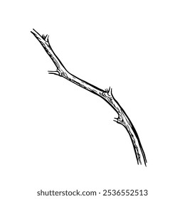 A bare branch. Vector graphic illustration of a branch without leaves. A black and white hand-drawn image. On a white background. Great for creating flower arrangements.