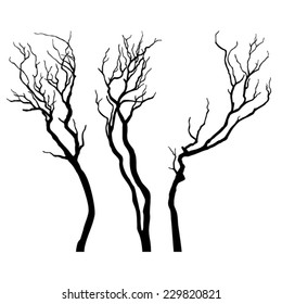 Bare branches isolated on white background