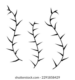 Bare branches of plants on an isolated white background. Branches without leaves.