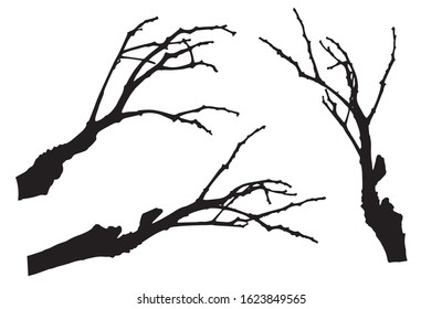 Bare branches of rowan tree silhouette. Vector illustration