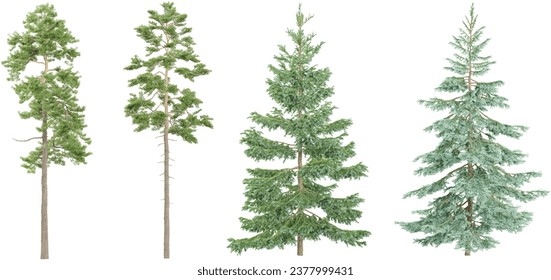 Bare Christmas tree,pine Trees isolated on white background, tropical trees isolated used for design, advertising and architecture