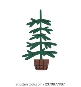 Árbol de abetos desnudo creciendo en canasta. Vive un árbol de tiro real en una olla de mimbre. Planta de coníferas verde, decoración natural para las vacaciones de invierno navideñas. Ilustración vectorial plana aislada en fondo blanco