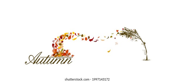 A bare tree is autumn with falling leaves. The tree bends from the wind and foliage flies from it. Vector illustration