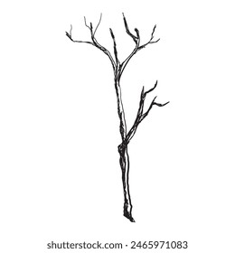Silueta de rama de árbol desnudo negro oscuro dibujado a mano Vector de garabato aislado sobre fondo blanco.