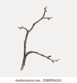 A bare tree branch with small buds, isolated on a light background. The branch is simple, with delicate buds, creating a minimalist and natural aesthetic. Vintage botanical illustration vector.