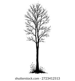 Ramas de árbol desnudas sobre fondo blanco