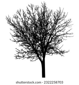 Bare tree with branches silhouette. Beautiful leafless tree.  Vector illustration