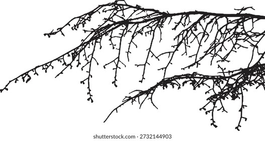 Silhueta de galhos de árvores nuas que se estende horizontalmente sobre fundo branco. Esboço botânico preto mínimo com detalhe natural fino. Perfeito para temas de natureza, desenhos sazonais e fundos gráficos decorativos. 