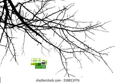 bare tree branches. Vector