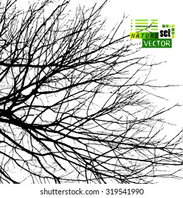 bare tree branches. Vector