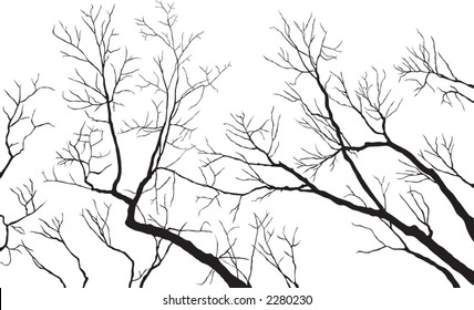 Bare Tree Branches - Vector File