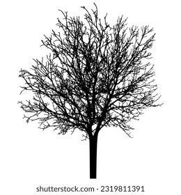 Bare tree silhouette. Beautiful leafless tree.  Vector illustration