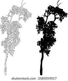 Bare Tree Silhouette Isolated on White Vector illustration in stroke fill in white. Tropical	