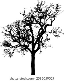 Bare Tree Silhouette Isolated on White Vector illustration in stroke fill in white. Tropical	